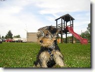 Jork��rsk� terier, Yorkshire Terrier,