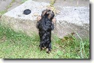 Jork��rsk� terier, Yorkshire Terrier,