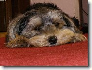 Jork��rsk� terier, Yorkshire Terrier,