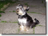 Jork��rsk� terier, Yorkshire Terrier,