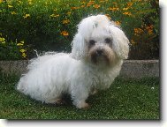 Maltese