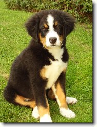 Berner Sennenhund