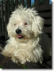 Maltese