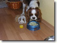 Cavalier King Charles Spaniel
