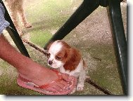 Cavalier King Charles Spaniel