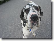 Deutsche Dogge