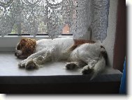 Cavalier King Charles Spaniel