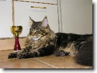 Maine Coon