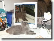 American Shorthair