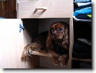 Cavalier King Charles Spaniel