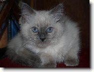 Ragdoll