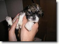 Chinese Crested Dog