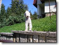 Bedlington terrier \(Dog standard\)