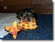 Jork��rsk� terier, Yorkshire Terrier,