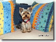 Jork��rsk� terier, Yorkshire Terrier,