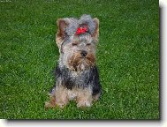 Jork��rsk� terier, Yorkshire Terrier,