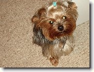 Jork��rsk� terier, Yorkshire Terrier,