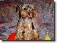 Jorkšírský terier, Yorkshire Terrier,