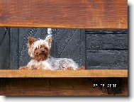Jorkšírský terier, Yorkshire Terrier,