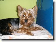 Jorkšírský terier, Yorkshire Terrier,