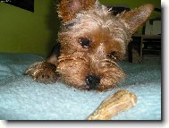 Jorkšírský terier, Yorkshire Terrier,