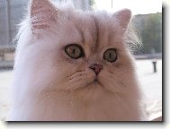 Persian cat