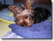 Jorkšírský terier, Yorkshire Terrier,