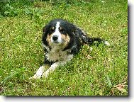 Border Collie