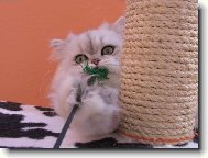 Persian cat