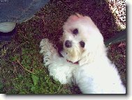 Maltese