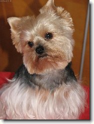 Jorkšírský terier, Yorkshire Terrier,