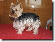 Jorkšírský terier, Yorkshire Terrier,
