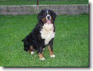 Berner Sennenhund