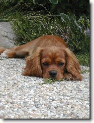 Cavalier King Charles Spaniel