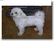 Maltese