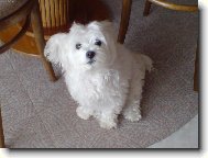 Maltese