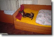 PRAGUE RATTER