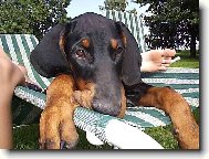 Dobermann, Doberman