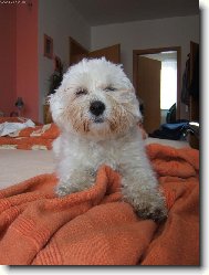 Maltese