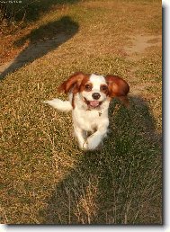 Cavalier King Charles Spaniel