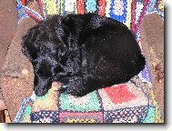 Chien de Berger Belge - Groenendael
