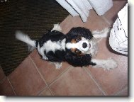 King Charles panl