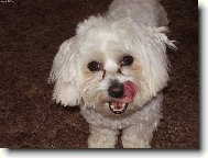 Maltese