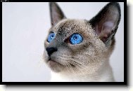 Siamese cat