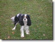 Cavalier King Charles Spaniel