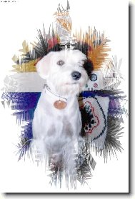 Zwergschnauzer, Miniature Schnauzer