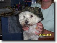 Maltese