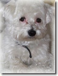 Maltese