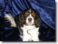 Cavalier King Charles Spaniel