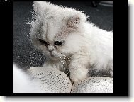 Persian cat